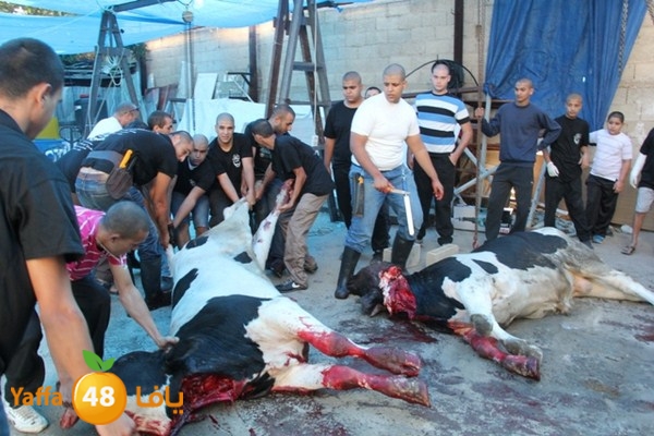 ada7y 116 n1 (27).JPG